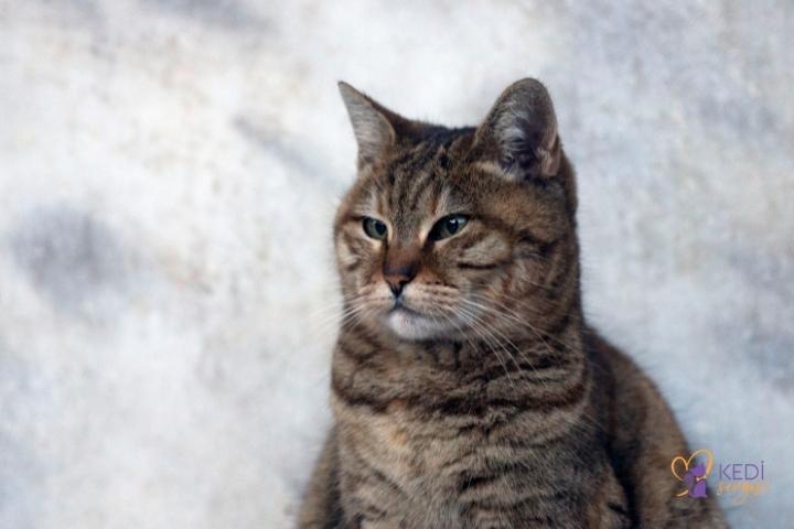 Dünyanın En Ünlü Kedileri | 10 Fenomen Kedi