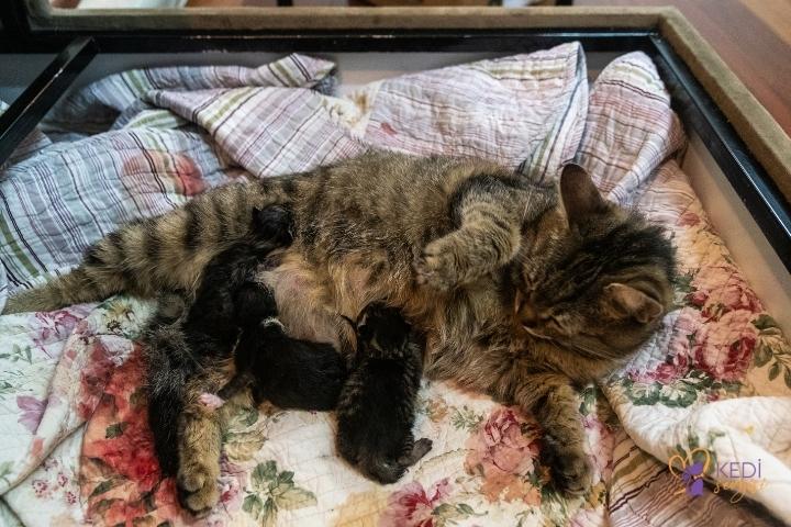 home-cat-birth-method