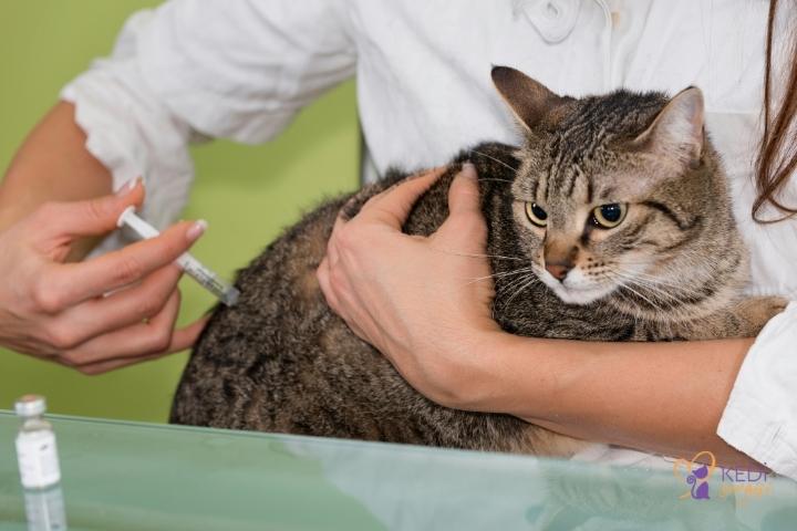 Kedi Aşıları Fiyatları 2022 | Karma Aşı Kaç TL Oldu?