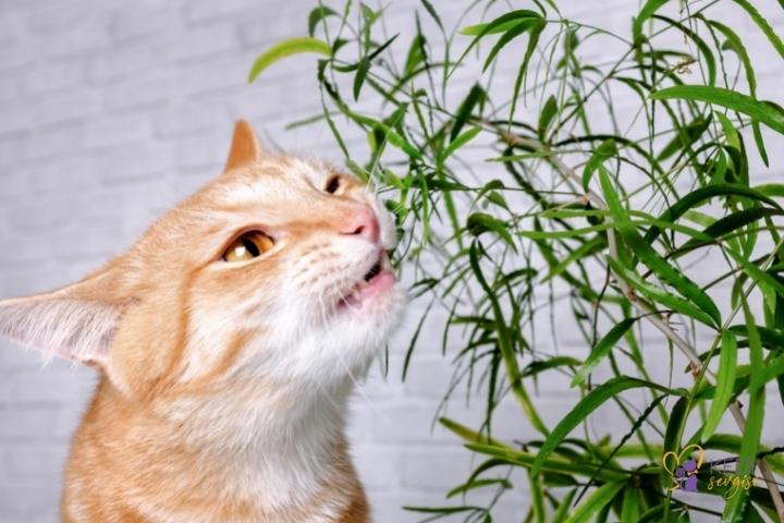 harmful-plants-for-cats-2