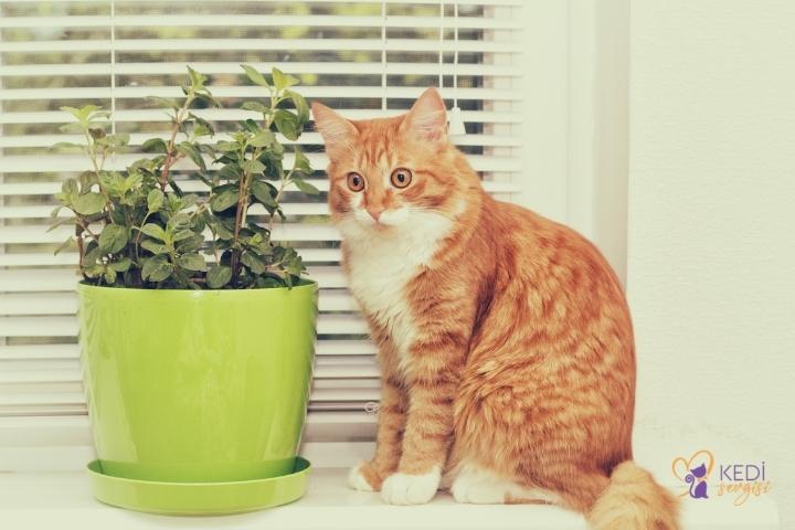 harmful-plants-for-cats-3