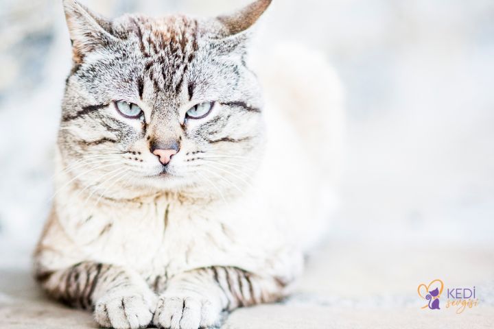 kedi-sakinleştirici-bitkisel