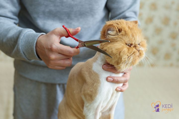 İzmir Pet Kuaför Mekanları | En Güzel 5 Pati Kuaförü