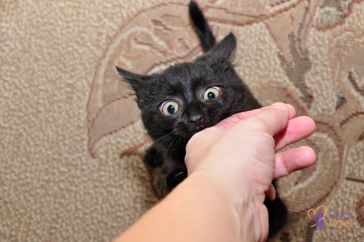 why-cat-bites-owner-1