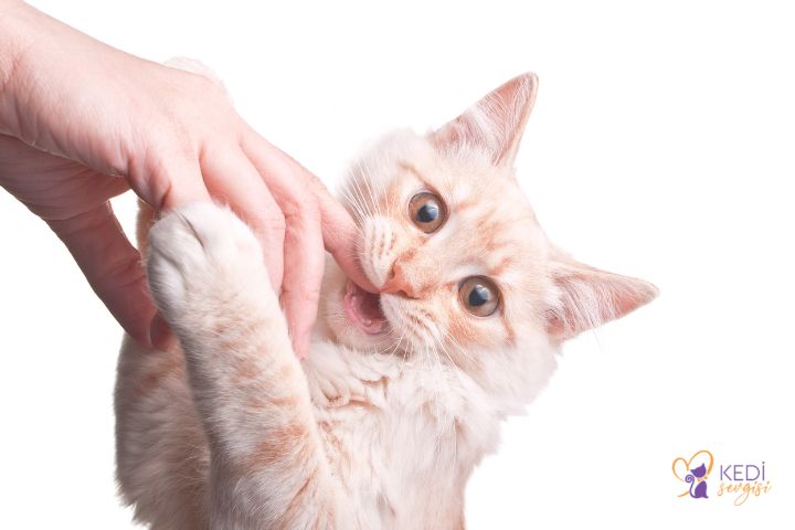 why-cat-bites-owner-2