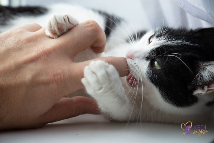 the-benefits-of-cats-to-human-health-1