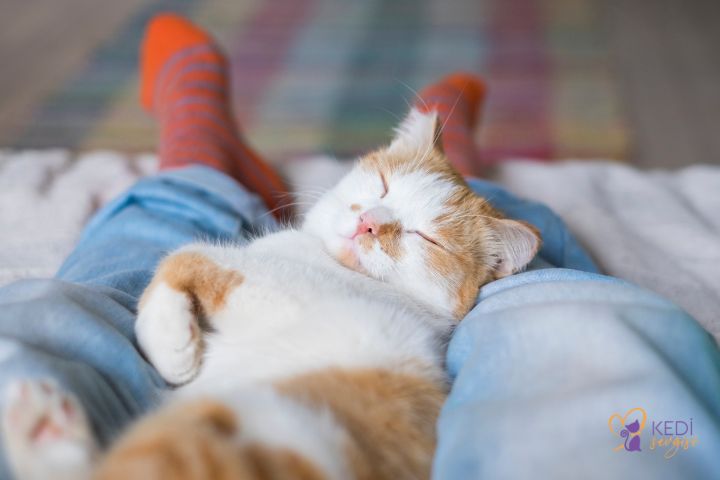 the-benefits-of-cats-for-human-health-3