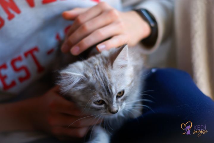 the-benefits-of-cats-for-human-health-4