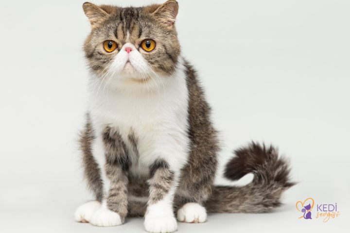 exotic-shorthair-1