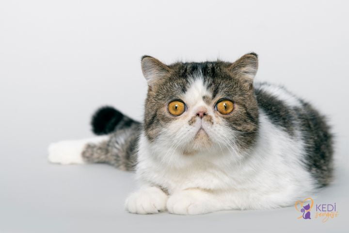 exotic-shorthair-2