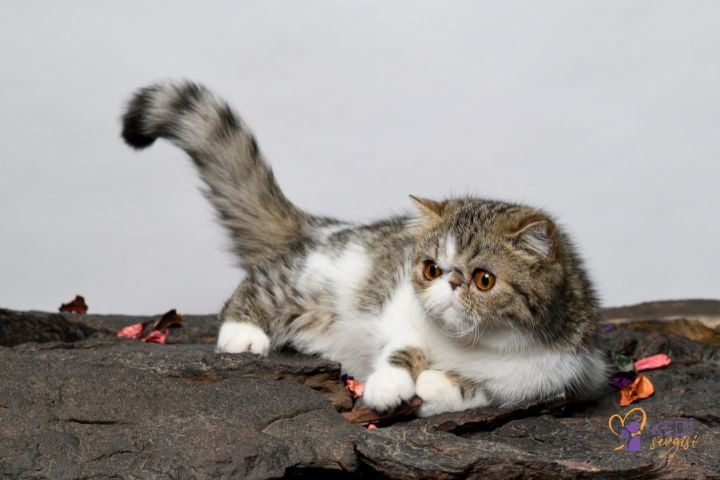 exotic-shorthair-3