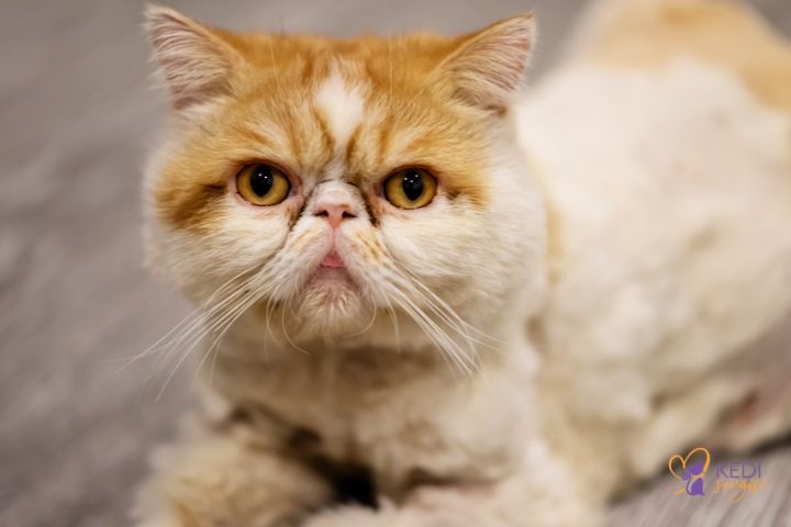 Exotic Shorthair Kedisi Özellikleri ve Fiyatı