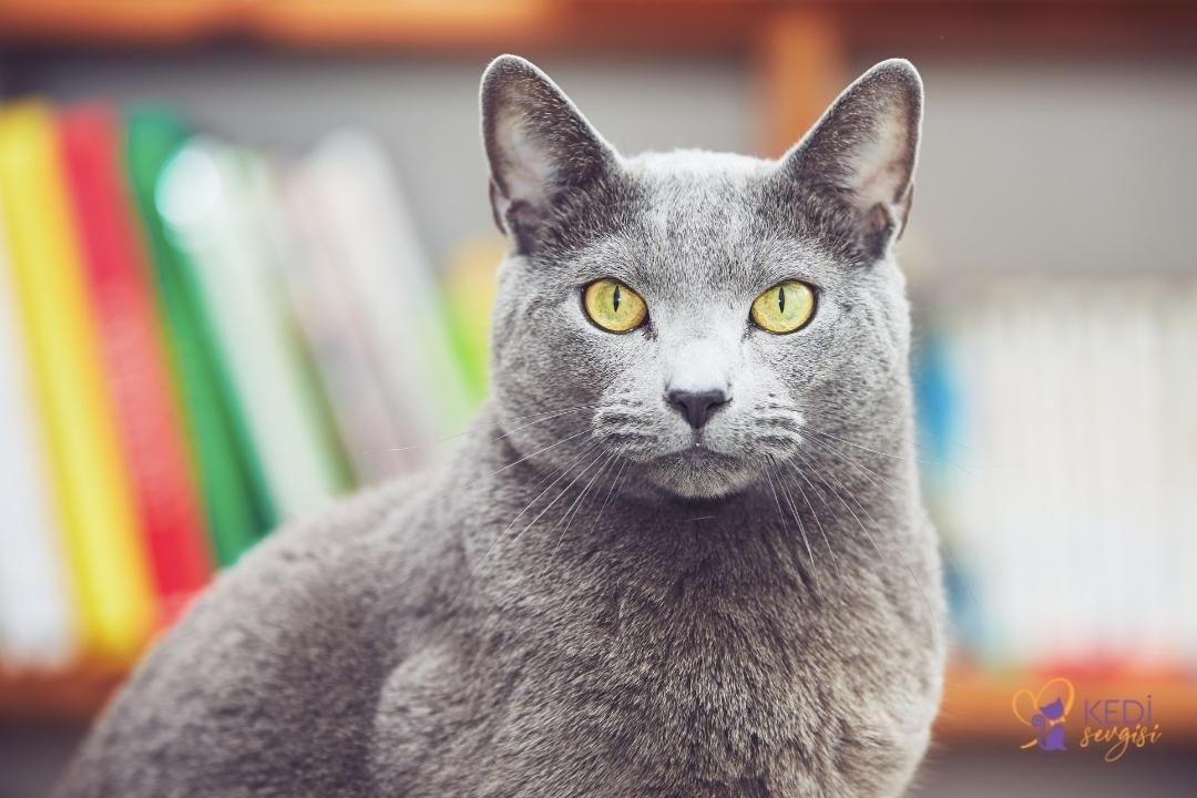 russian-blue-cat-1