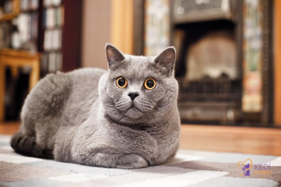 russian-blue-cat-3