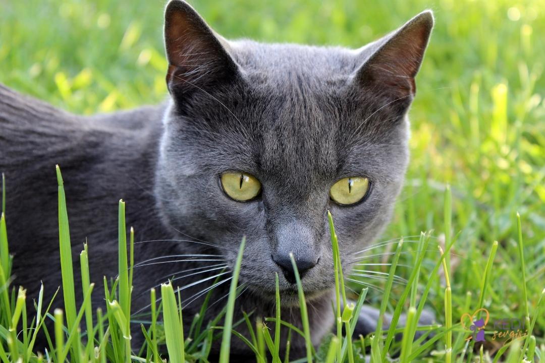 russian-blue-cat-4