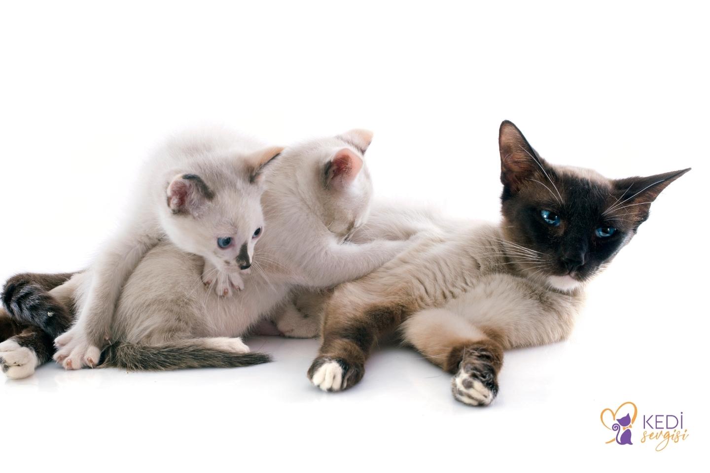 Siamese-cat-prices-2