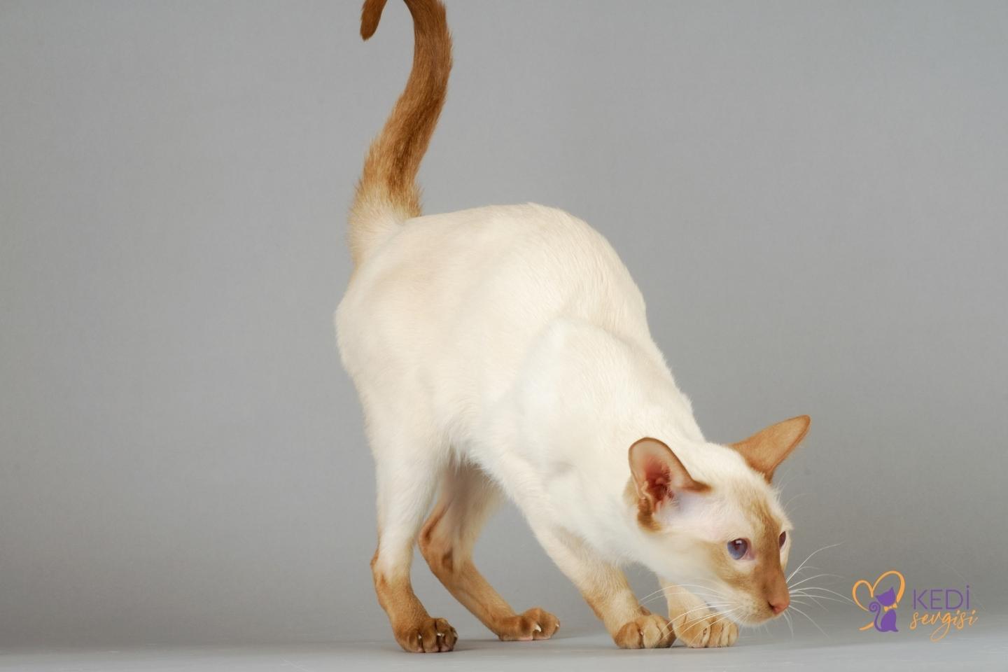 Siamese-cat-prices-3