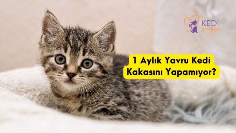 1 Aylık Yavru Kedi Kakasını Yapamıyor?