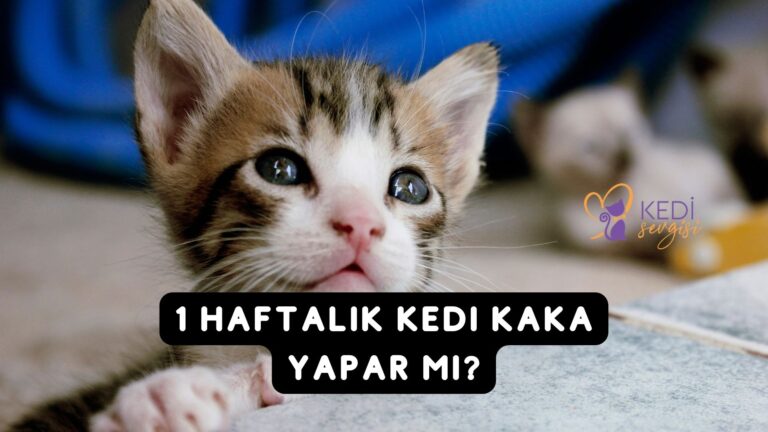 1 Haftalık Kedi Kaka Yapar mı?