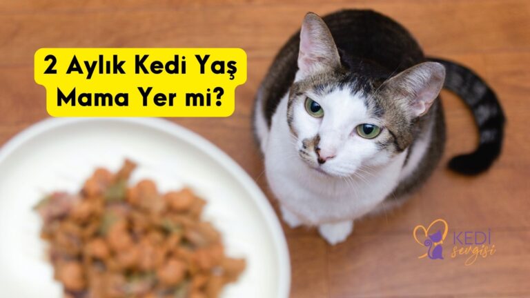 2-Aylik-Kedi-Yas-Mama-Yer-mi