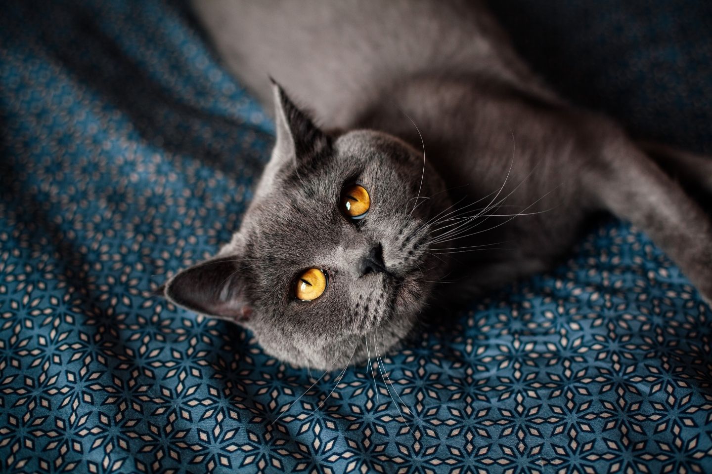 British Shorthair Kedi Omru Ne kadar olur