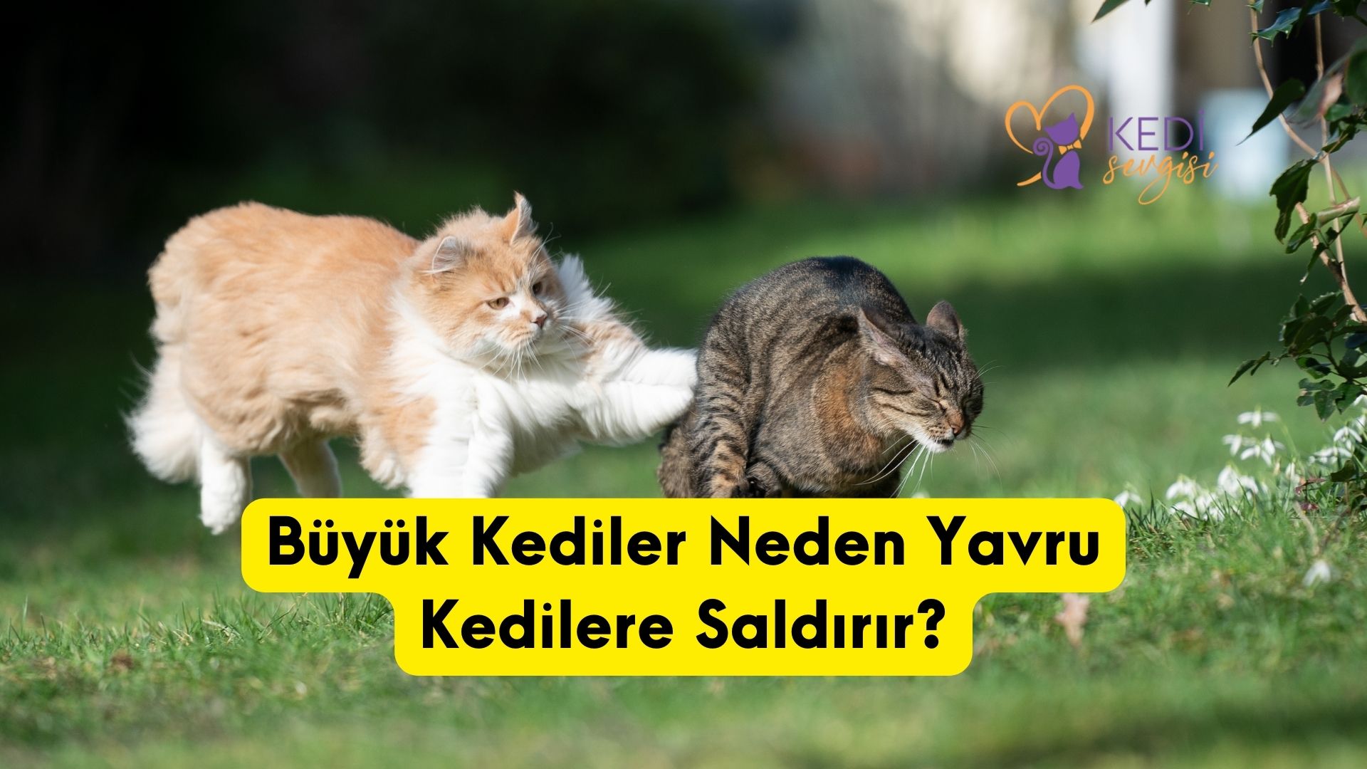 Buyuk Kediler Neden Yavru Kedilere Saldirir