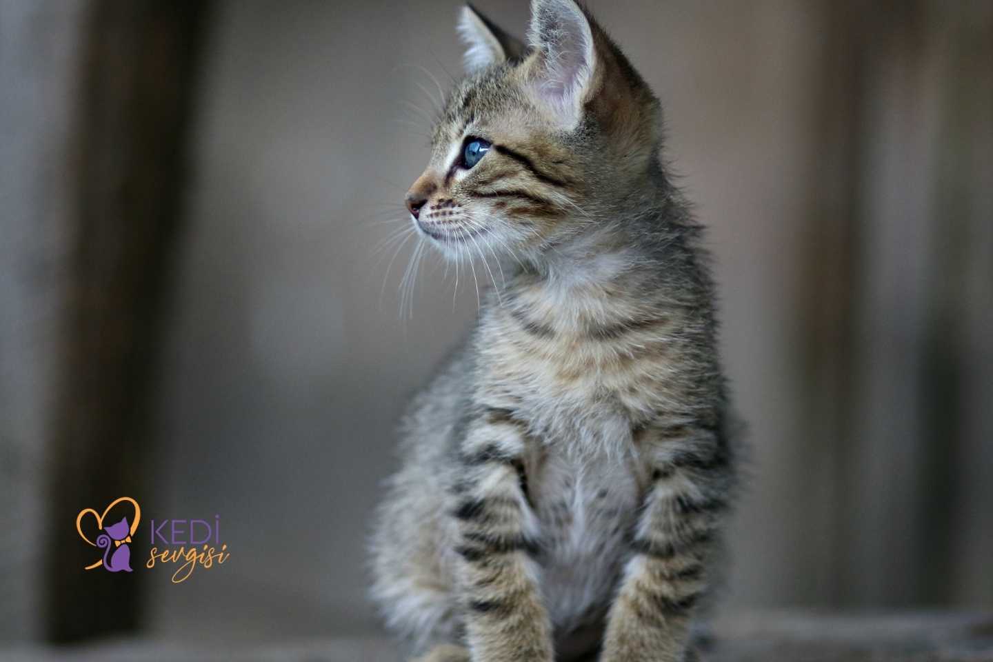 Depresyona Giren Kedi Nasil Normal Dondurulur