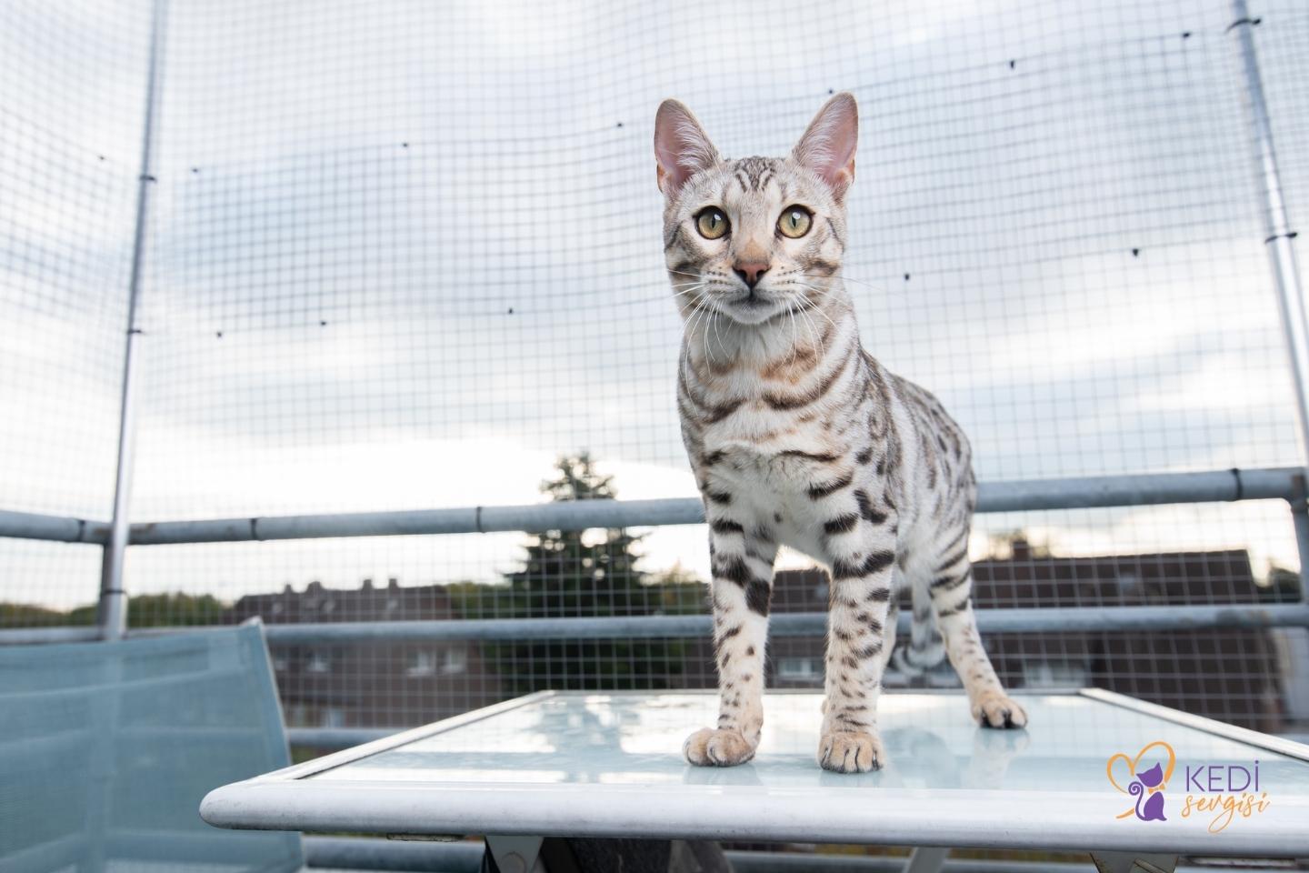 cats-horse-from-the-balcony-mi-3