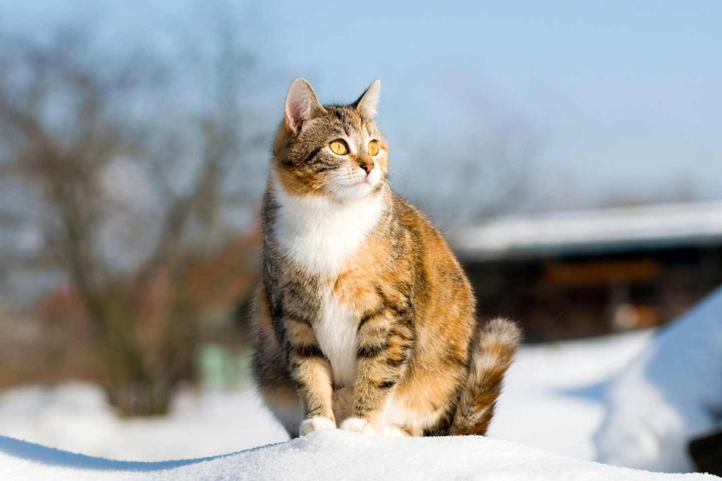 Hamile Kedi Kaç Kilo Alır Ve Nasıl Beslenir?