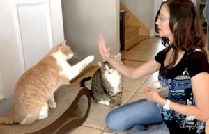 clicker train jimmy cat high 5 704x454 1