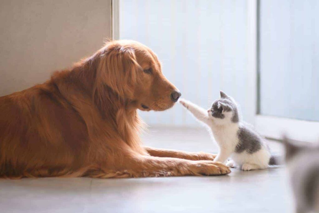 dog and cat