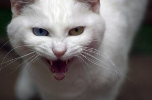 Aggressives Verhalten bei Katzen Beitragsbild scaled 1