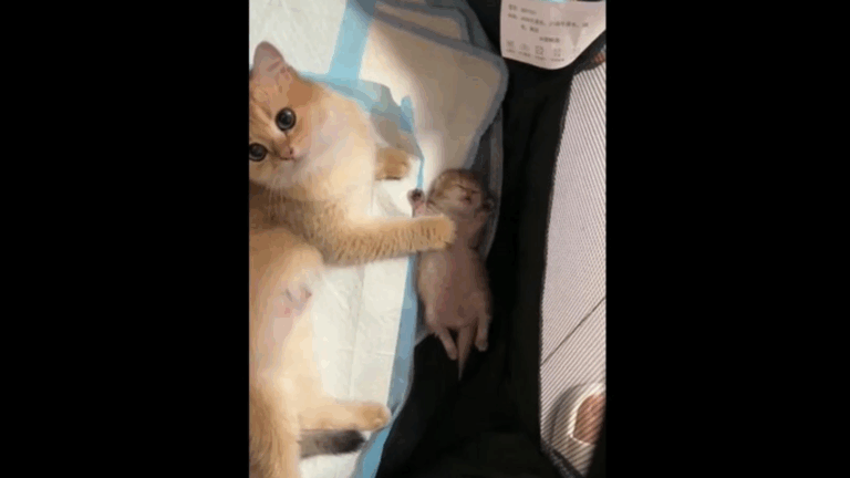 When Mama Skunk Opens Her Heart to Another Kitten: Cuteness That Breaks All Barriers