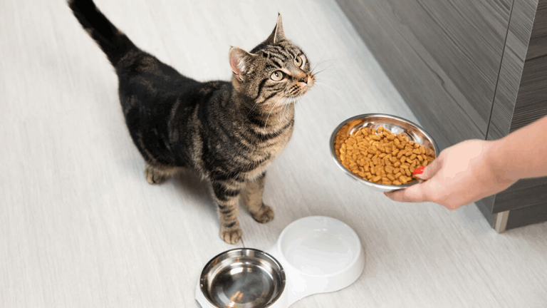 Whiskers and Wellness: A Veterinarian’s Guide to Feeding Your Cat Right
