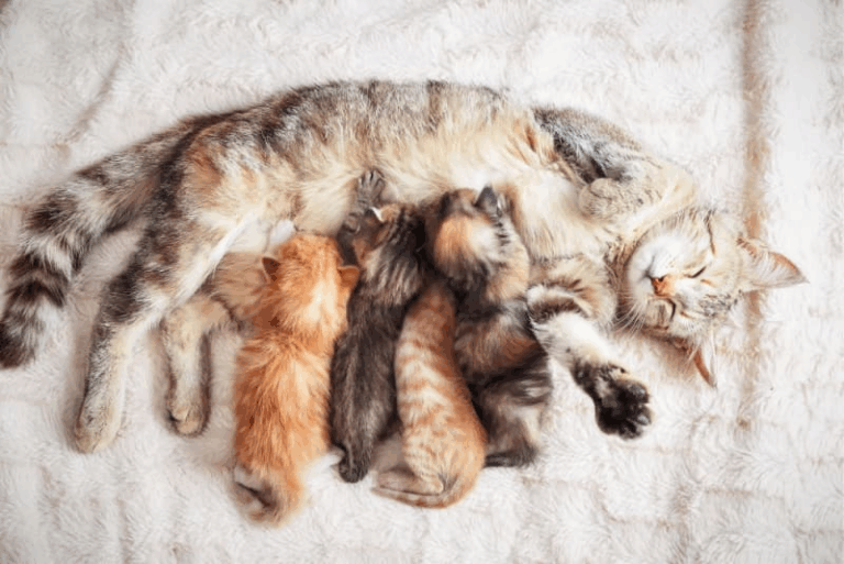 How to Take Care of Your Pregnant Cat: Complete Guide for a Healthy Mom and Kittens