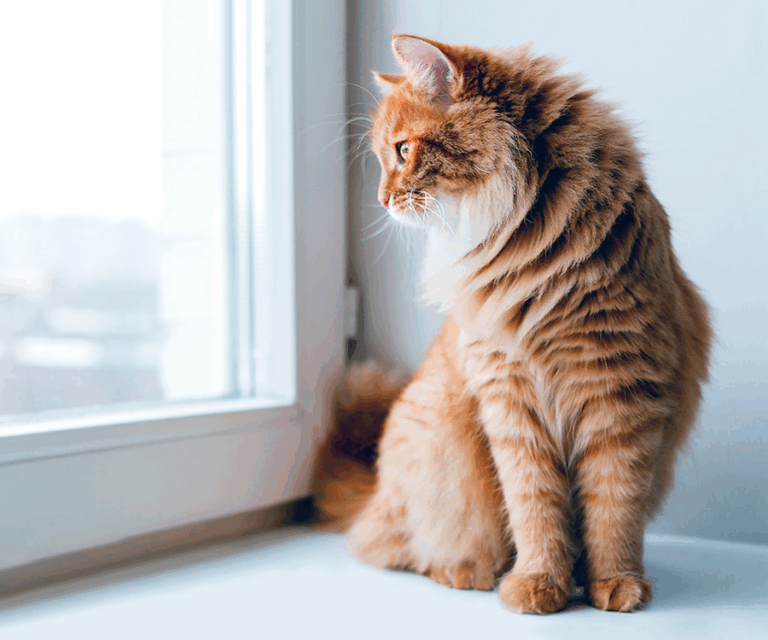 How to Keep Your Cat in a Good Mood: The Ultimate Guide to Feline Happiness
